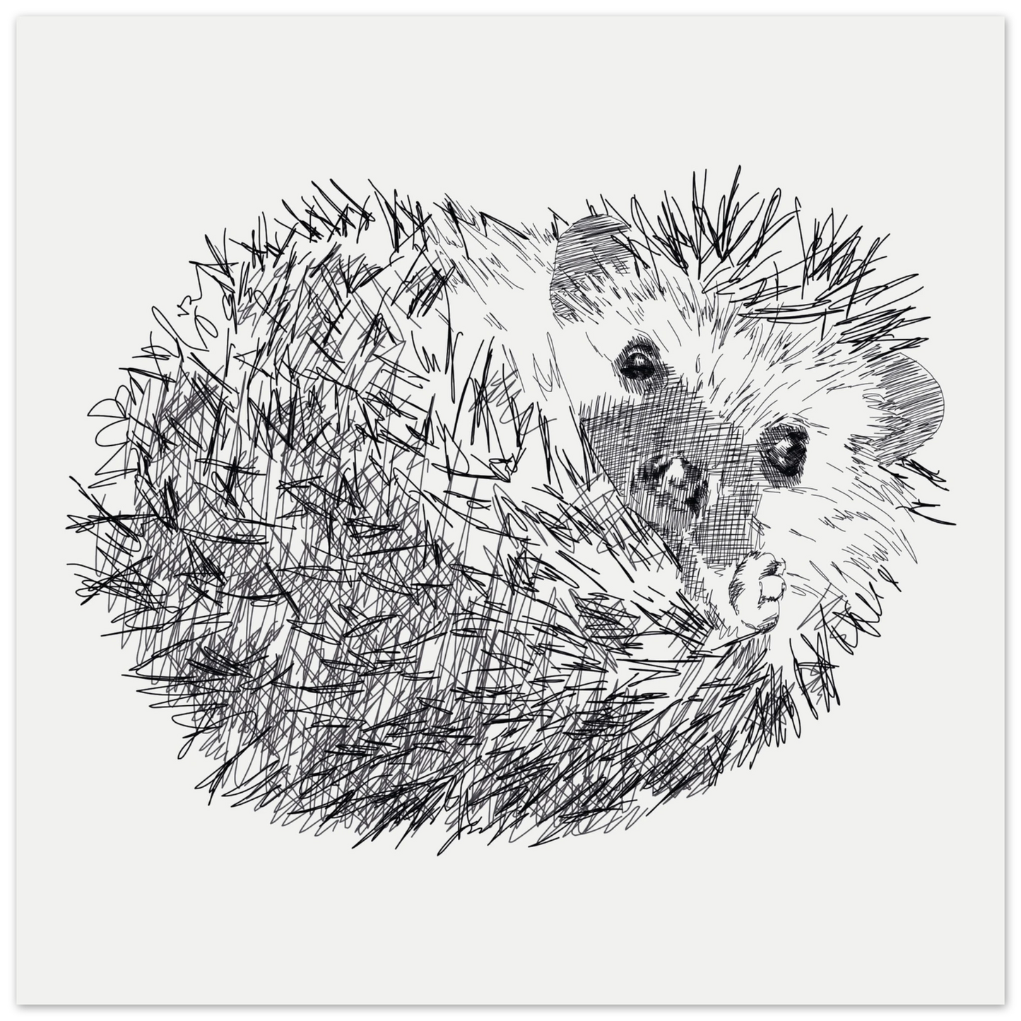 a black and white line drawing of a hedgehog curled up on it's back and looking towards you