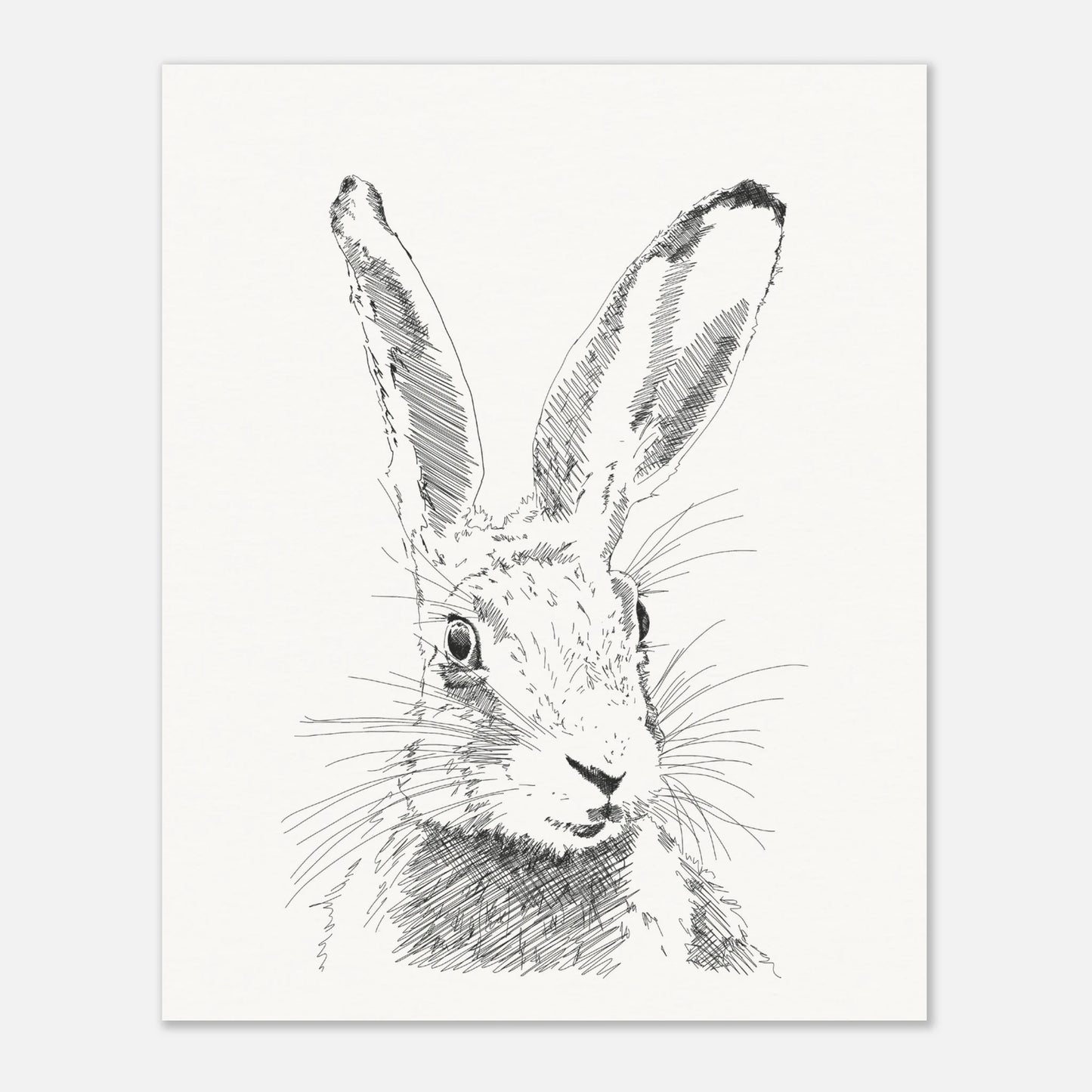 A black and white line drawing sketch or a hare's torso with upright alert ears by edward lodge