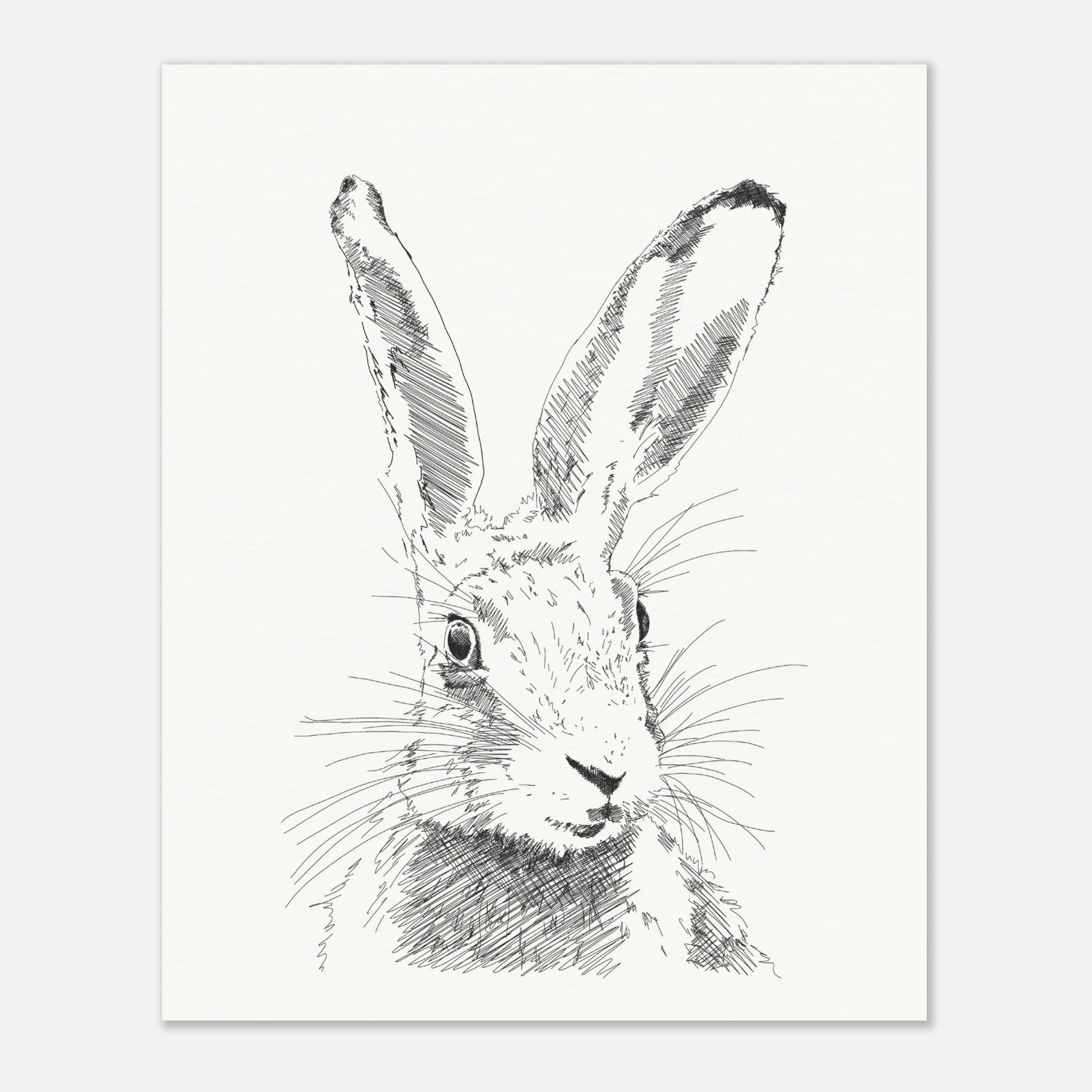 A black and white line drawing sketch or a hare's torso with upright alert ears by edward lodge