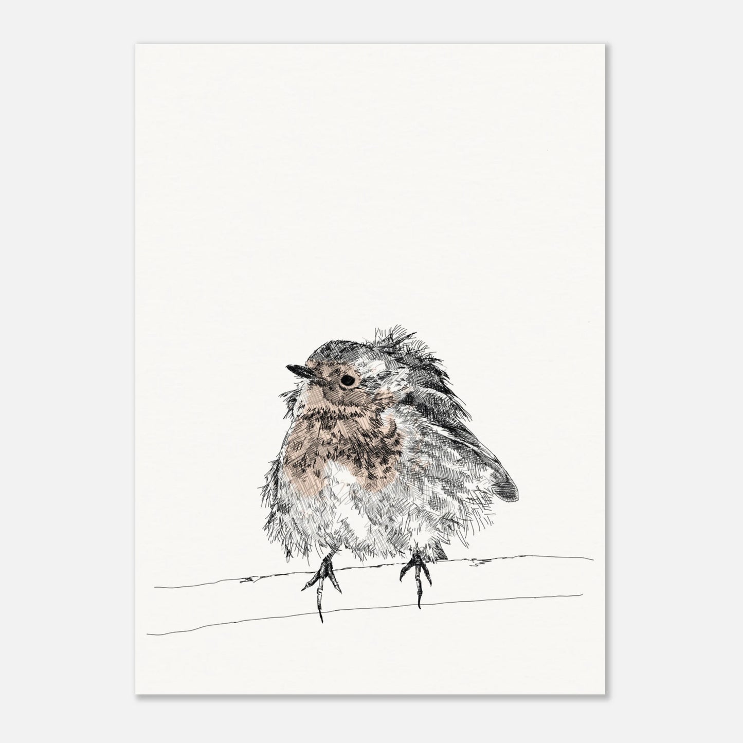 printed line black and white drawing of a robin with puffed out messy feathers perched on a branch. the breast is highlighted in a gentle red