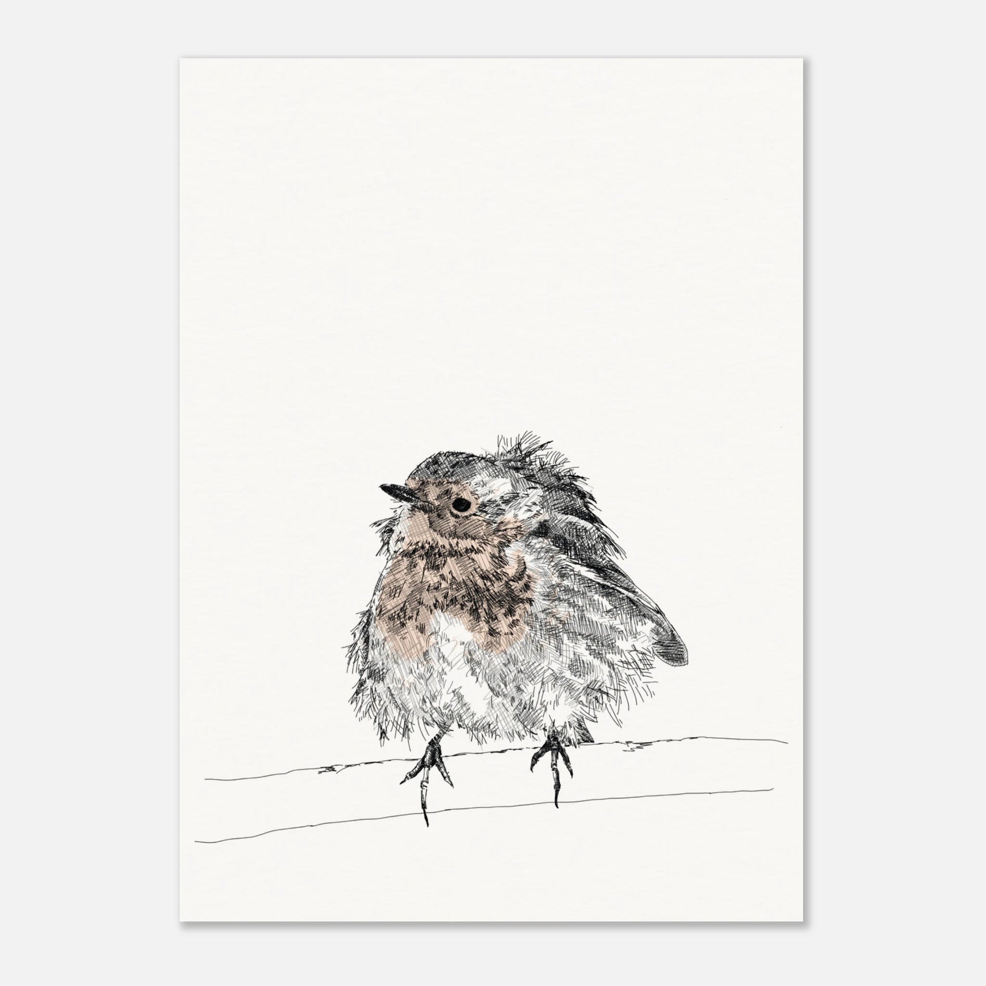 printed line black and white drawing of a robin with puffed out messy feathers perched on a branch. the breast is highlighted in a gentle red