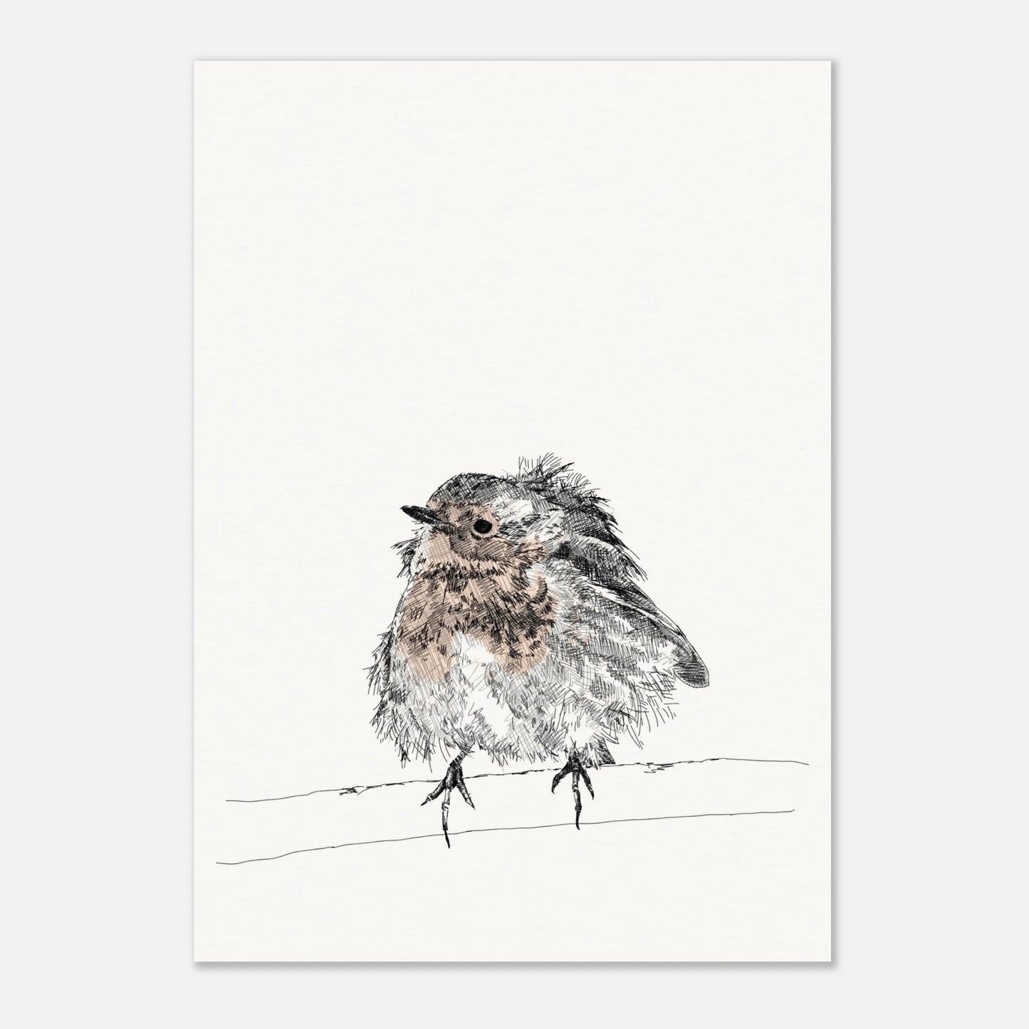 printed line black and white drawing of a robin with puffed out messy feathers perched on a branch. the breast is highlighted in a gentle red