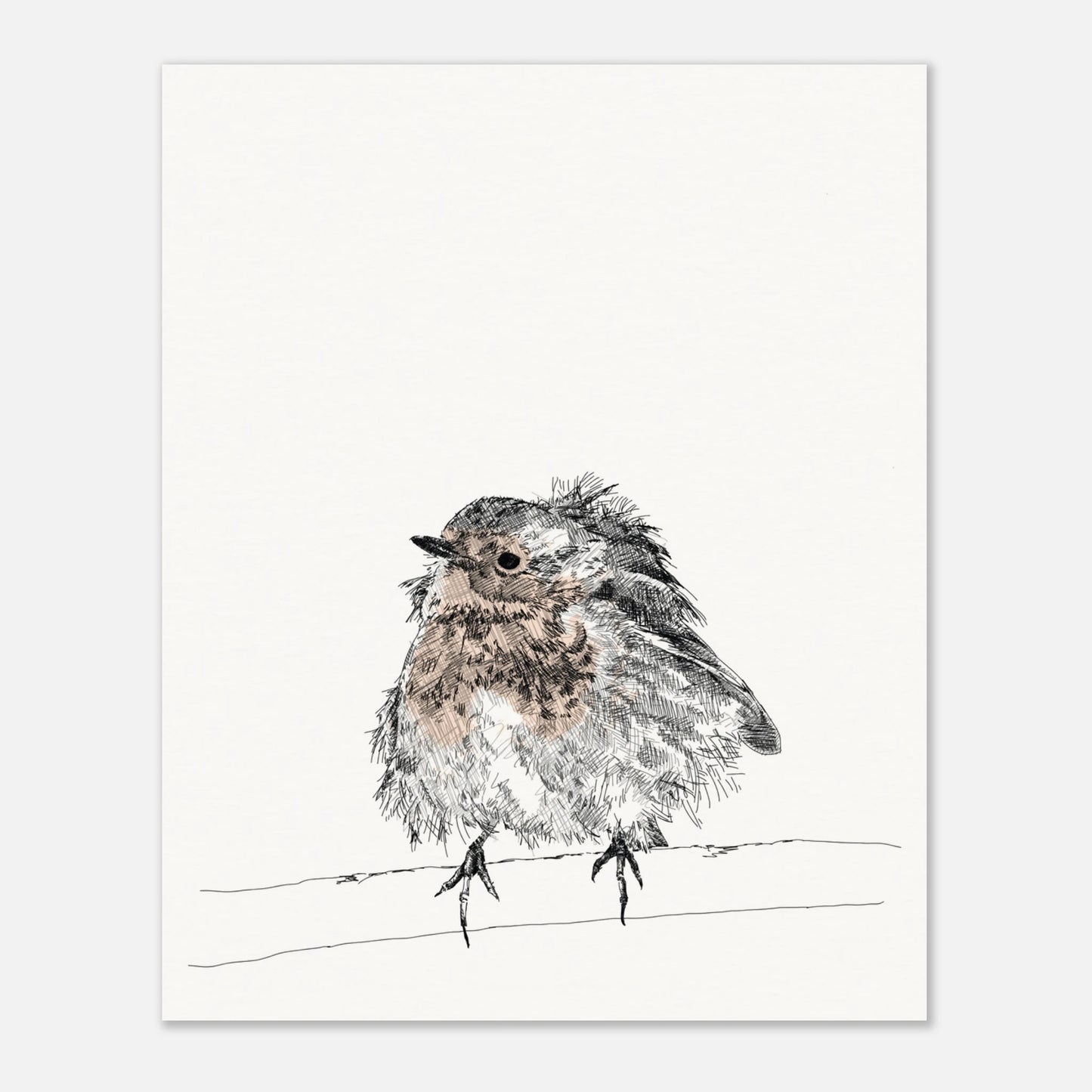 printed line black and white drawing of a robin with puffed out messy feathers perched on a branch. the breast is highlighted in a gentle red