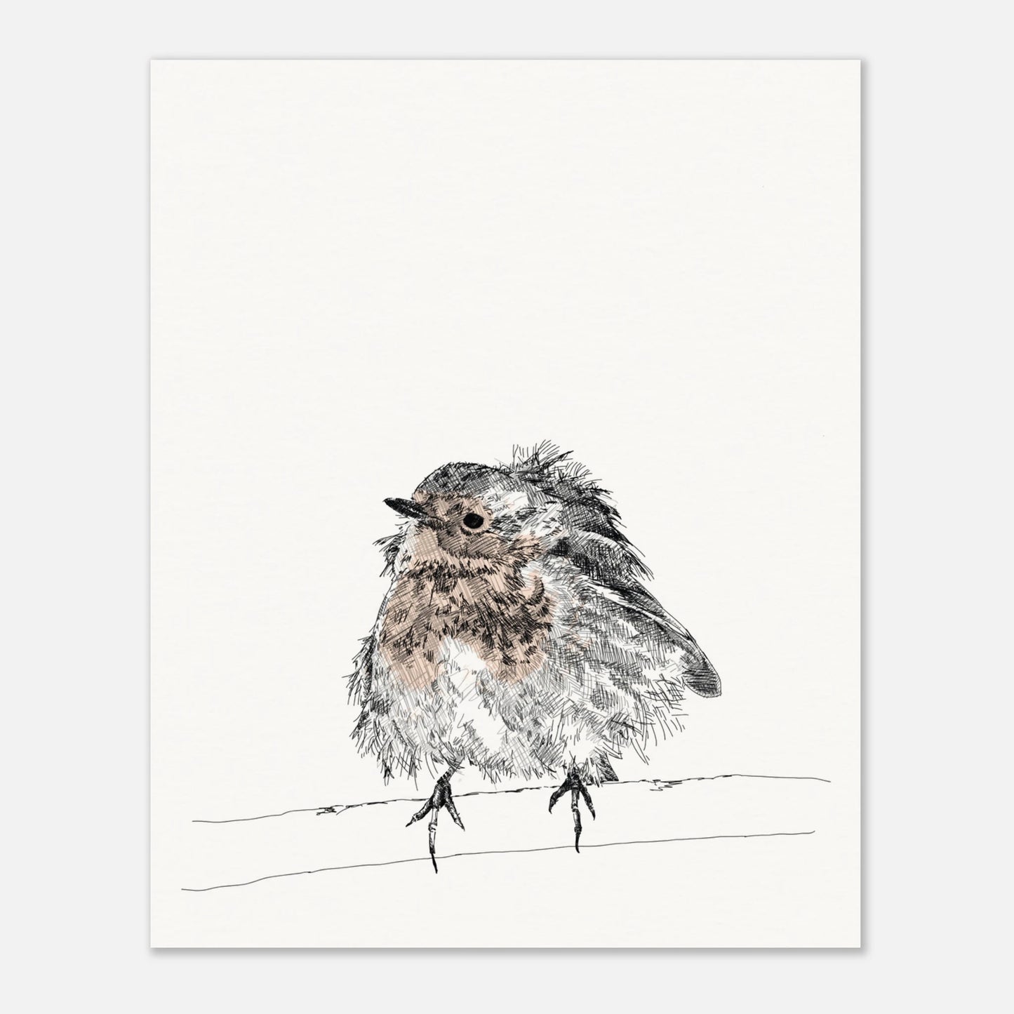 printed line black and white drawing of a robin with puffed out messy feathers perched on a branch. the breast is highlighted in a gentle red