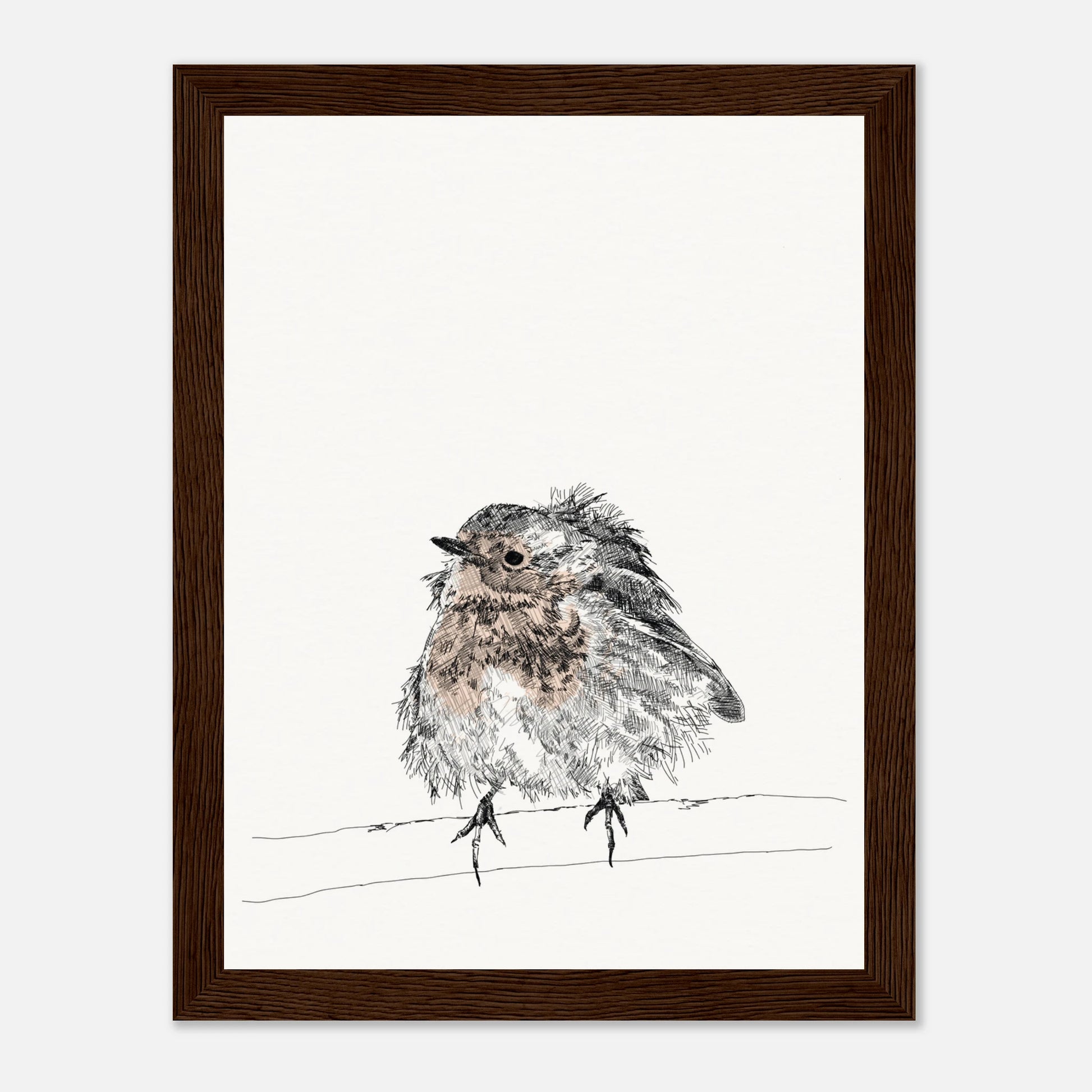 printed line black and white drawing of a robin with puffed out messy feathers perched on a branch. the breast is highlighted in a gentle red