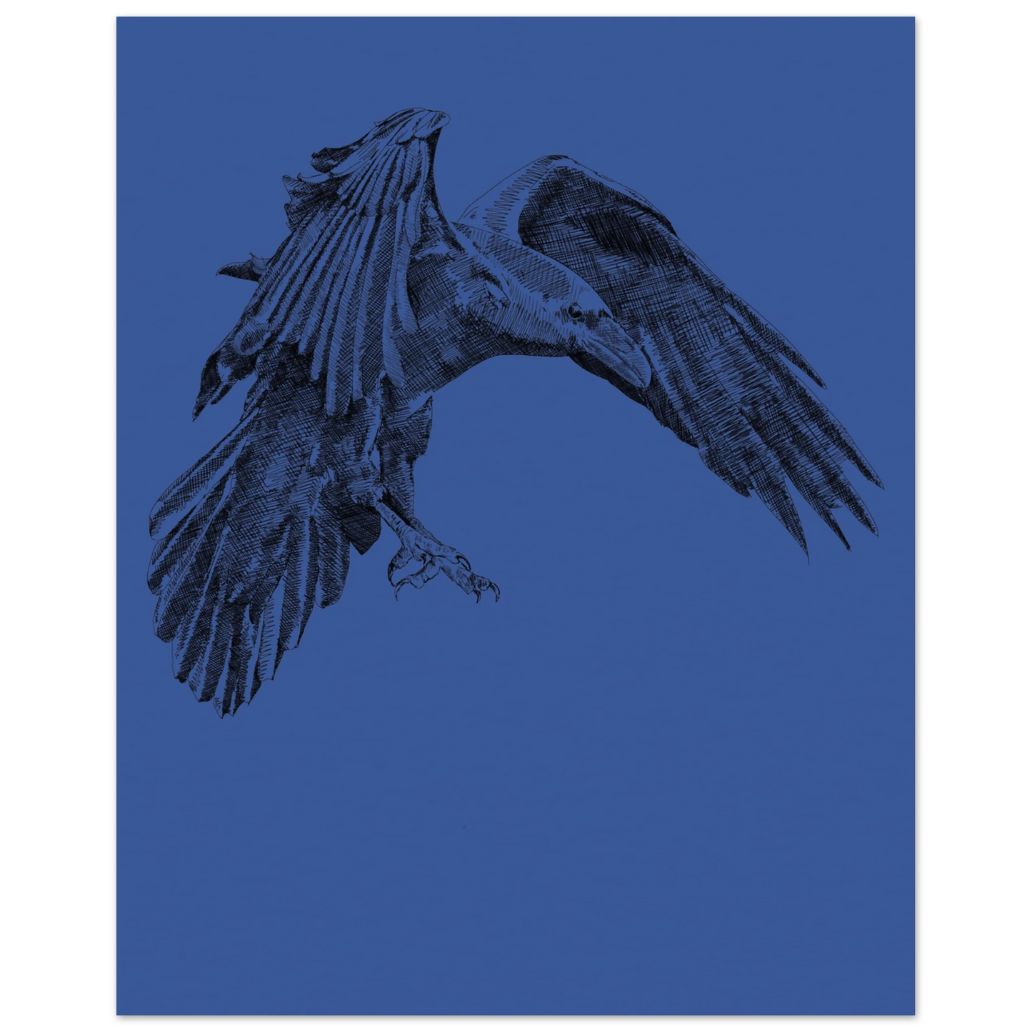 a detailed black and white drawing of a crow in flight on a deep blue background