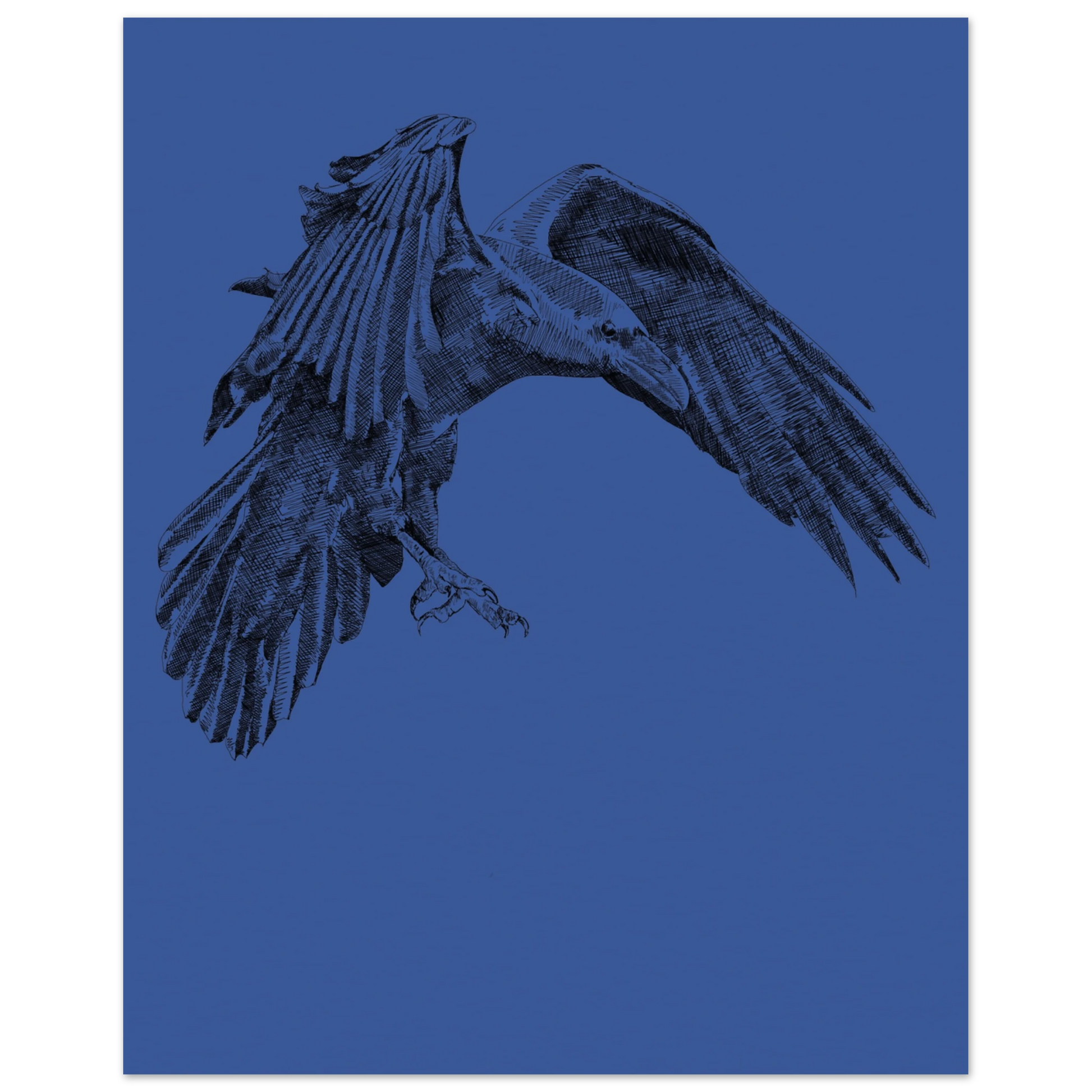 a detailed black and white drawing of a crow in flight on a deep blue background