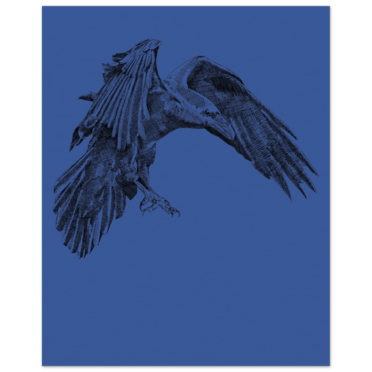 a detailed black and white drawing of a crow in flight on a deep blue background