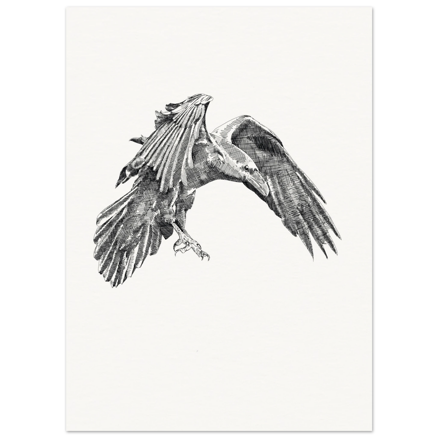 a detailed black and white drawing of a crow in flight on a stark white background