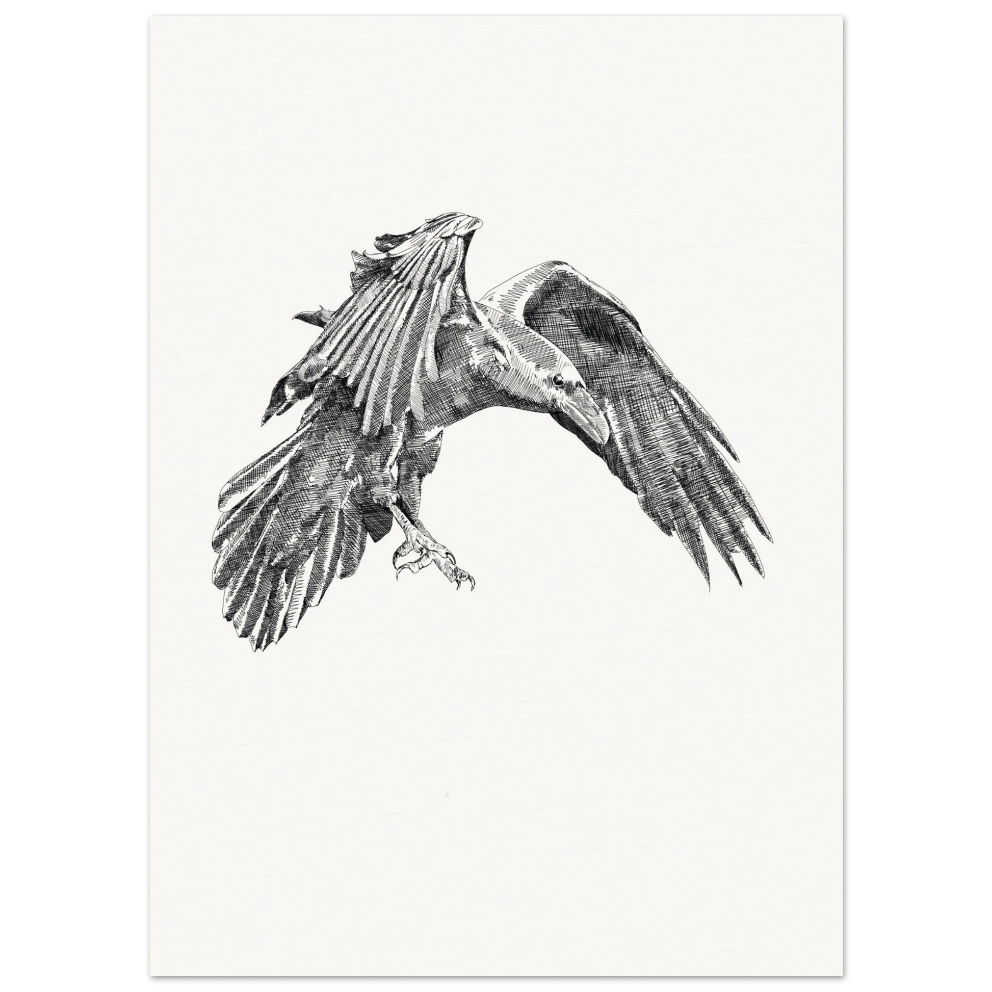 a detailed black and white drawing of a crow in flight on a stark white background