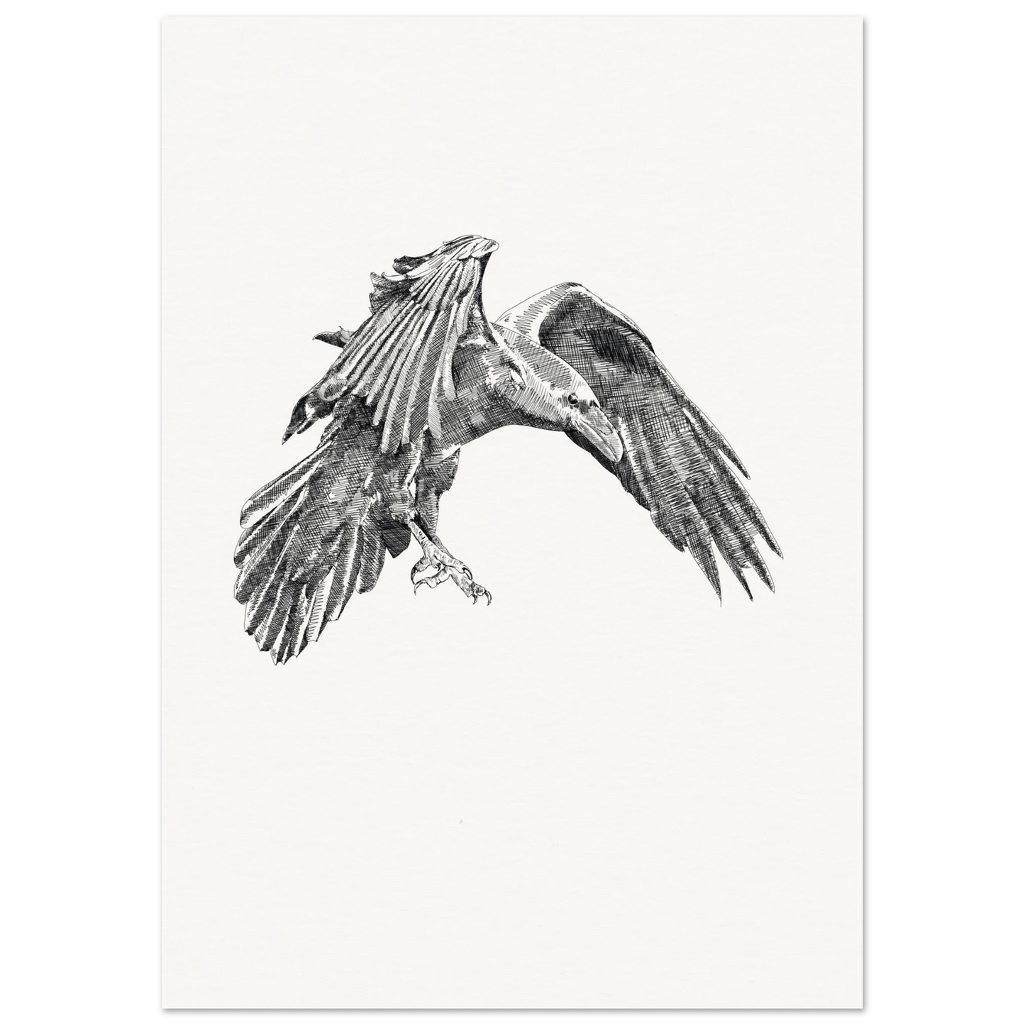 a detailed black and white drawing of a crow in flight on a stark white background