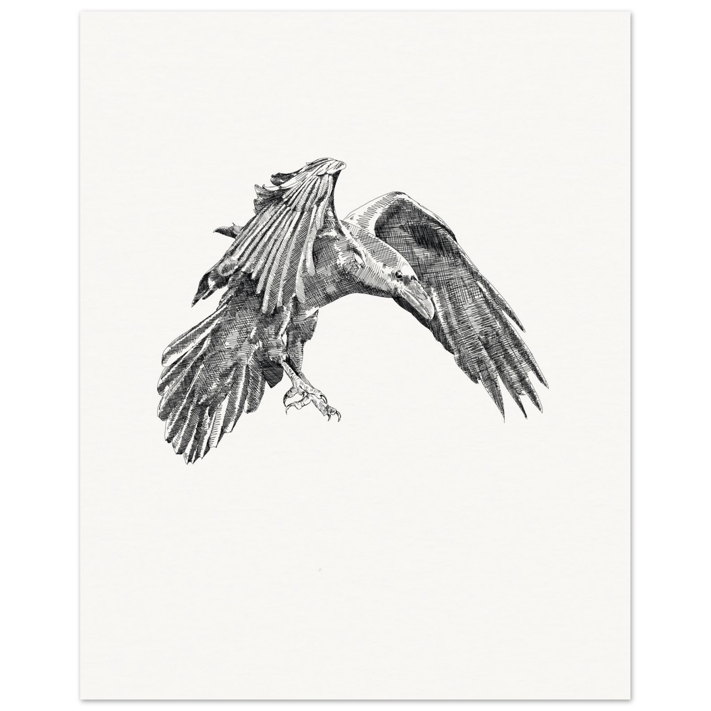 a detailed black and white drawing of a crow in flight on a stark white background