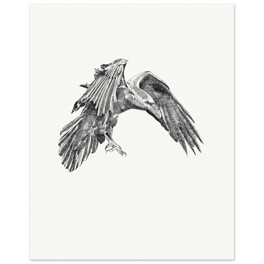 a detailed black and white drawing of a crow in flight on a stark white background