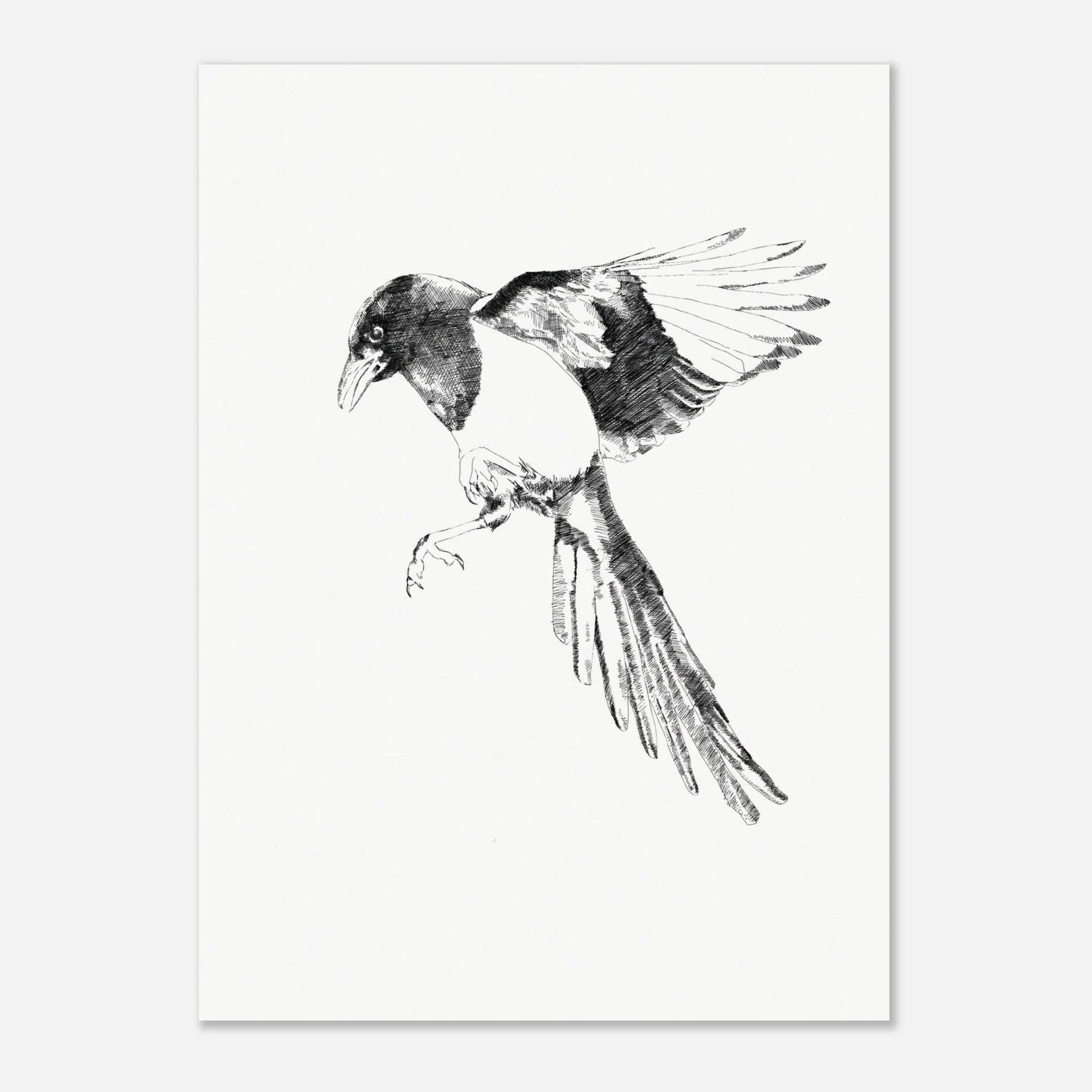 black and white line drawing of a magpie in flight looking like it's about to land