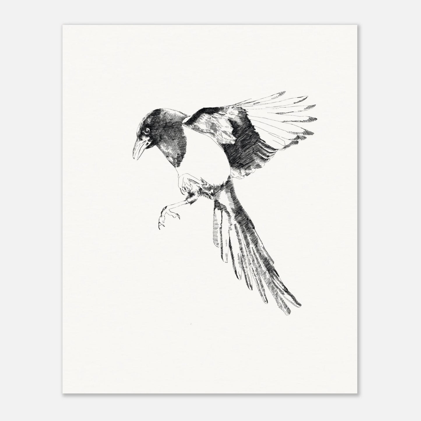 black and white line drawing of a magpie in flight looking like it's about to land