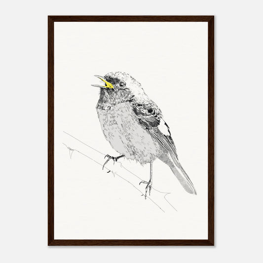 A black and white line drawing of redstart bird perched on a twig with the beak highlighted in yellow in a black frame by edward lodge