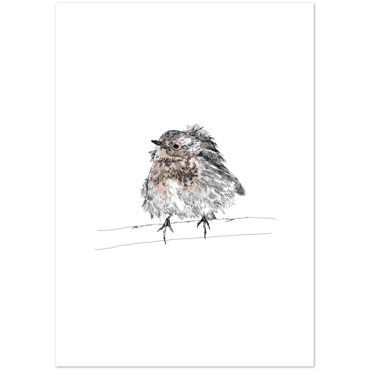fluffed up robin line drawing by edward lodge printed on a gift card 